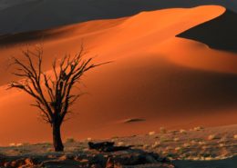Dead camel thorn tree and dune, late afternoon, Sossusvlei, Namibia