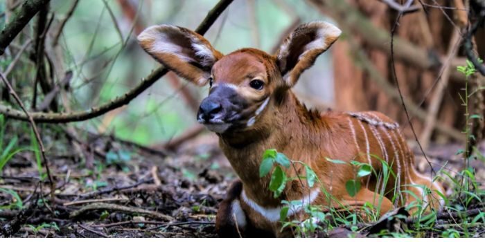 Mountain Bongo